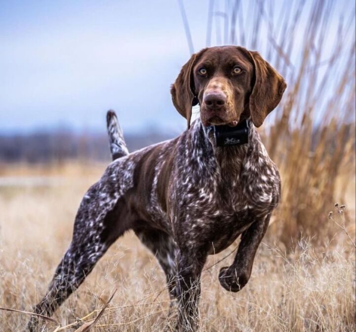 Tout savoir sur les chiens de chasse au sanglier : races et techniques