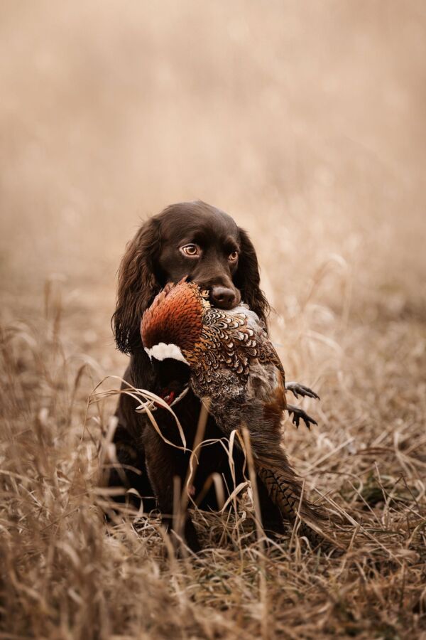Techniques chien de chasse