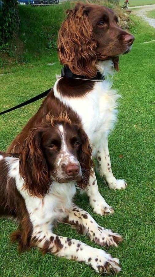Races chien de chasse