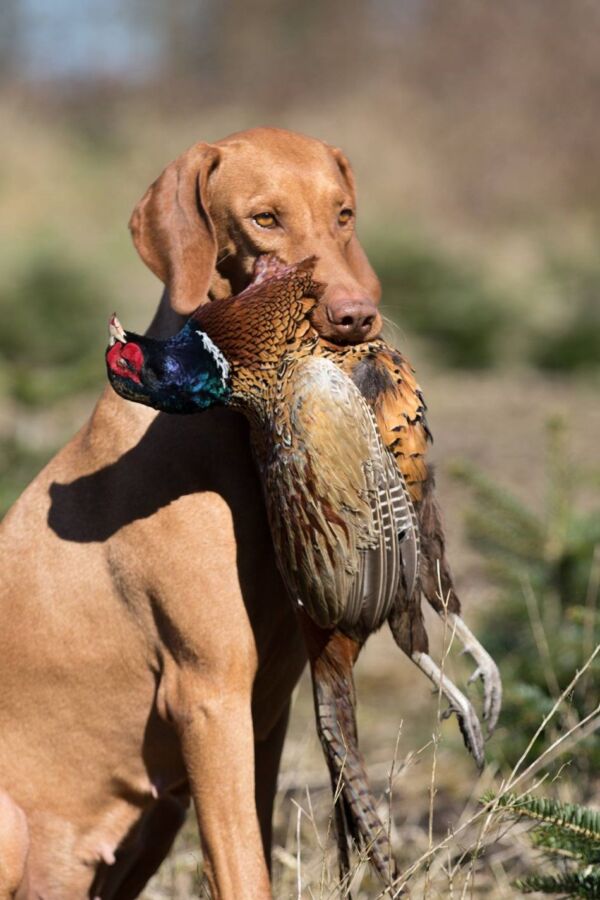 Chien de chasse efficace
