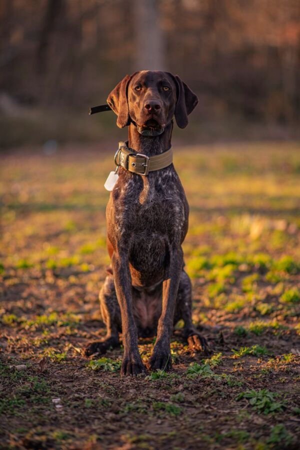 Chien de chasse entraîné