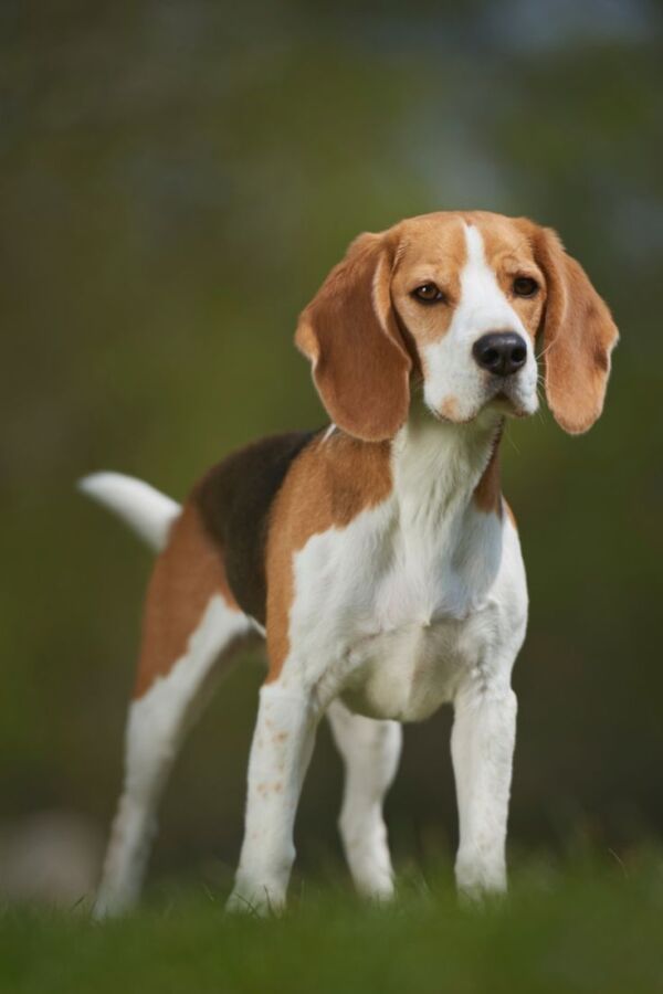 Chien de chasse sanglier