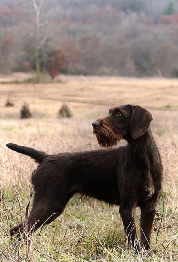 Races chien de chasse