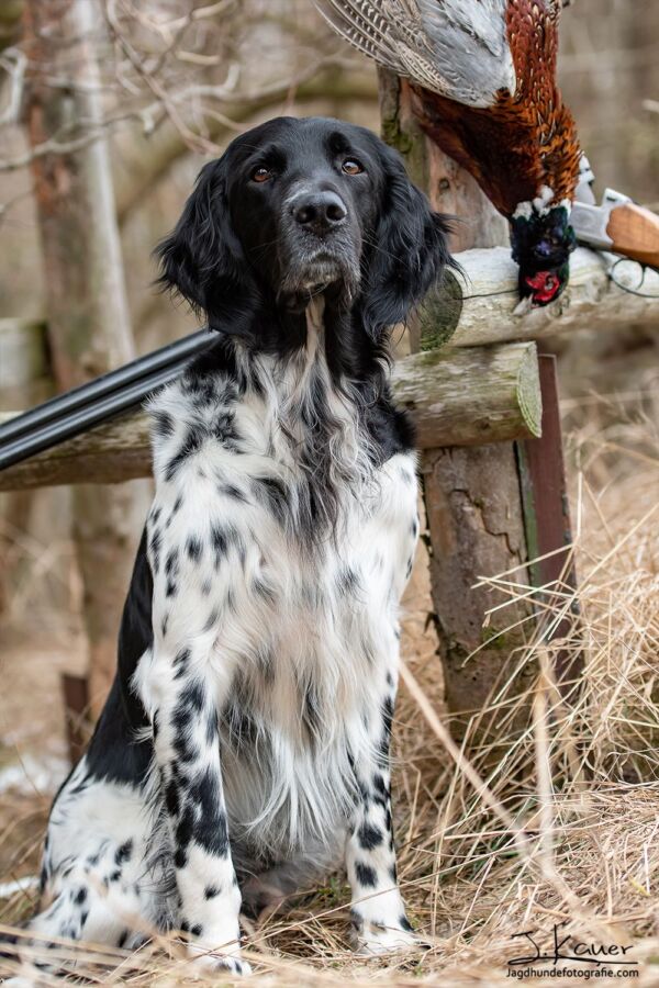 Chien de chasse efficace