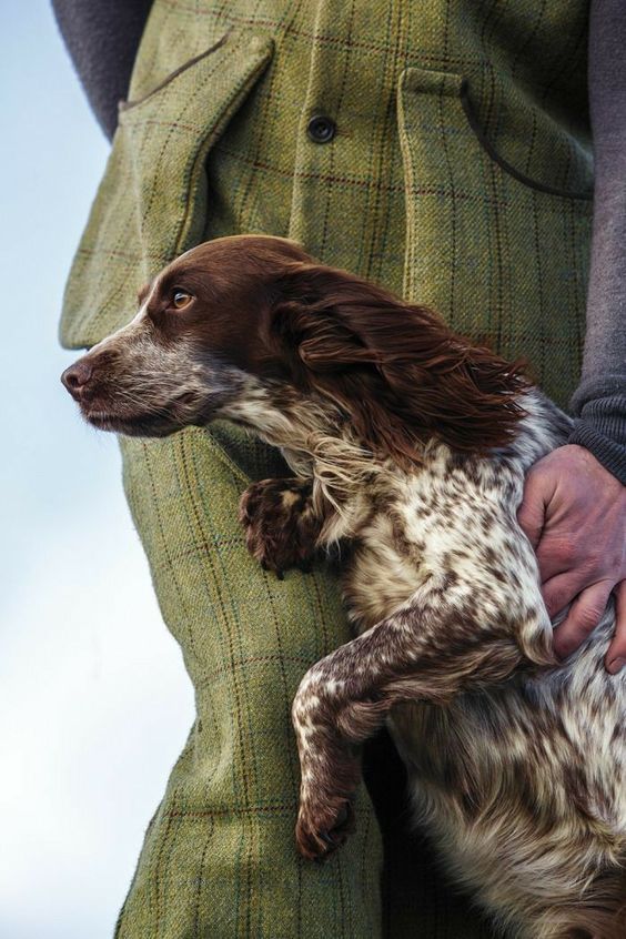 Chien de chasse entraîné