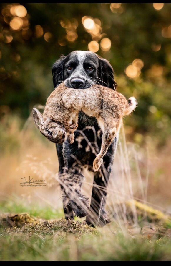 Chien de chasse sanglier