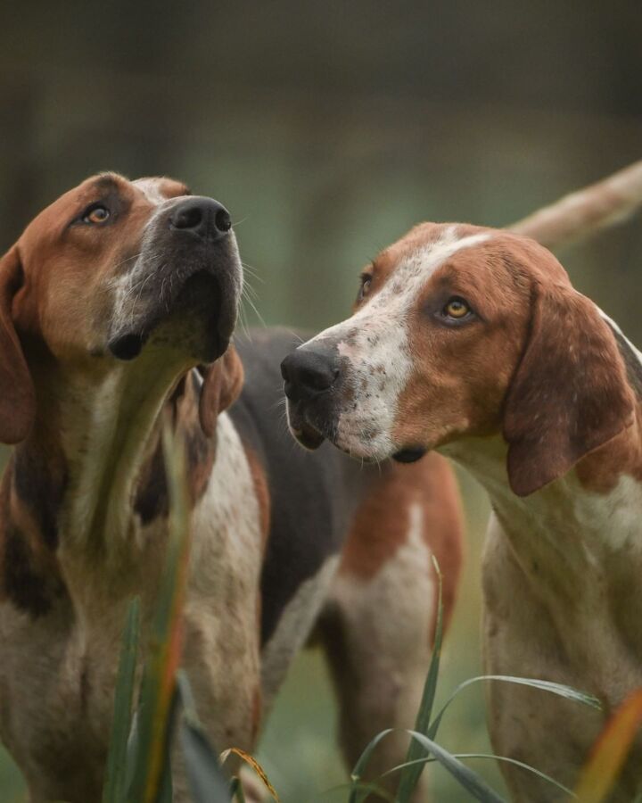 Chien de chasse efficace