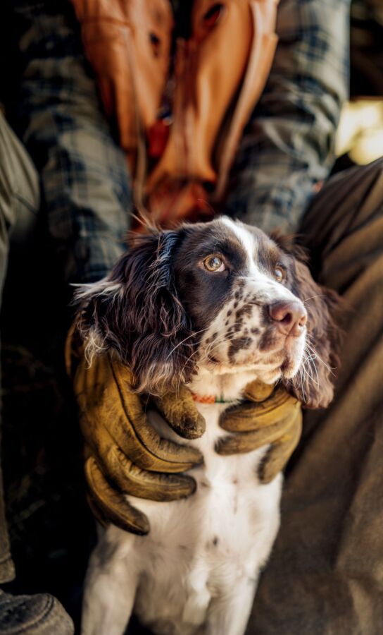 Chien de chasse sanglier
