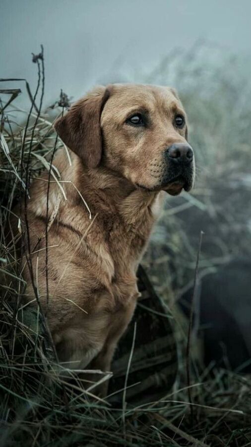 Techniques chien de chasse