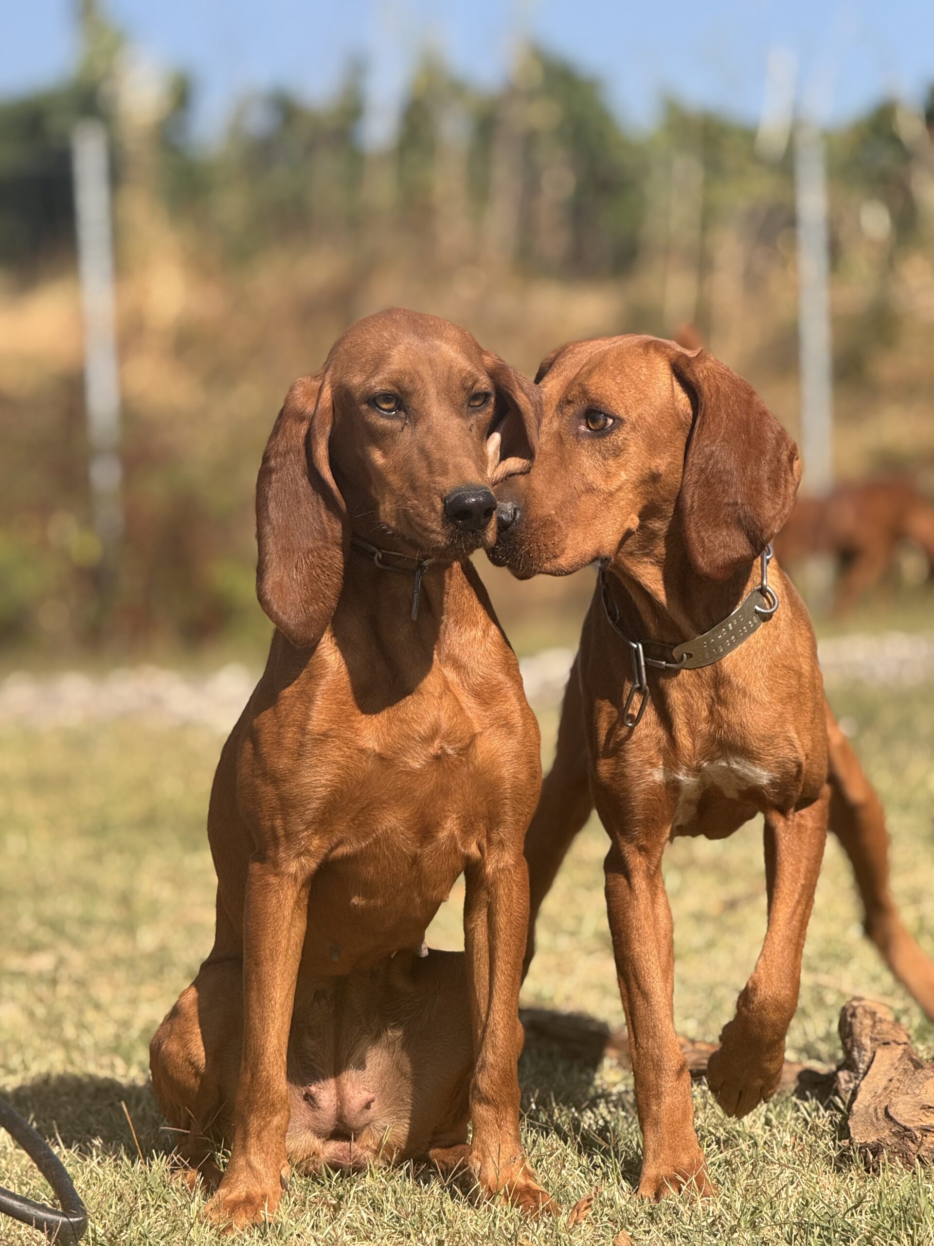 Chien de chasse efficace