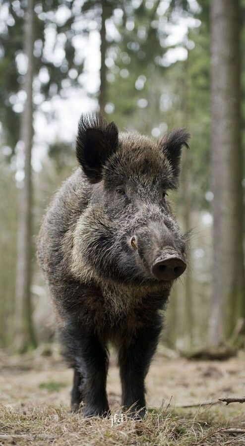 Appât naturel sanglier