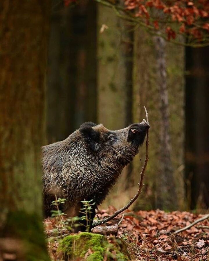 Appât naturel sanglier