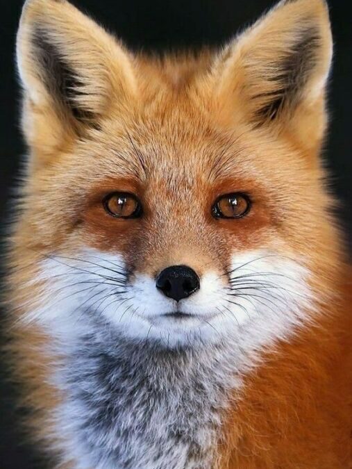 À quelle heure chasse le renard et que mange-t-il principalement