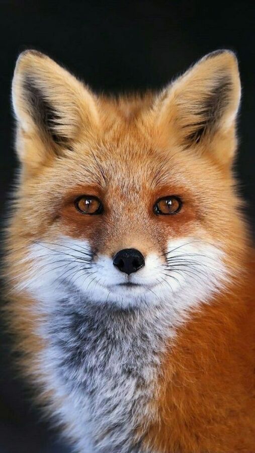 Renard roux en chasse