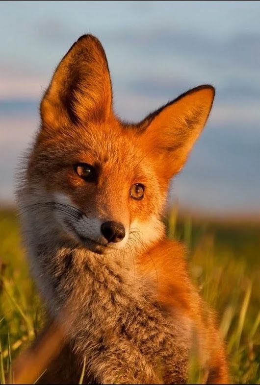 Alimentation du renard roux