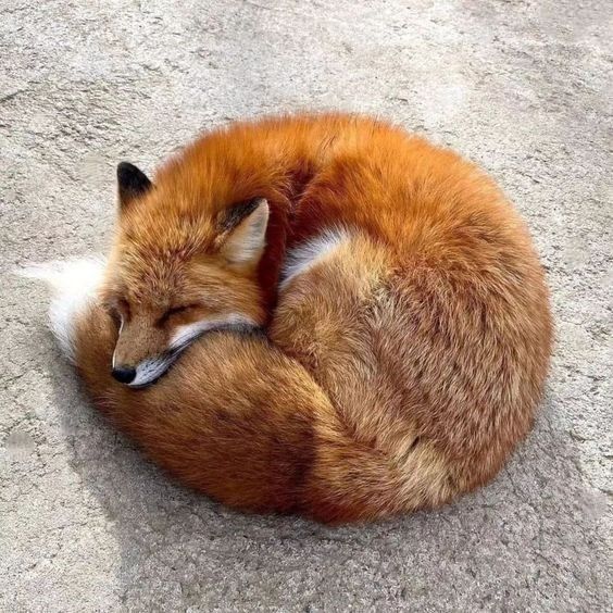 Habitudes nocturnes renard roux