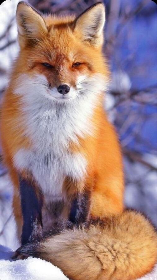 Proies du renard roux