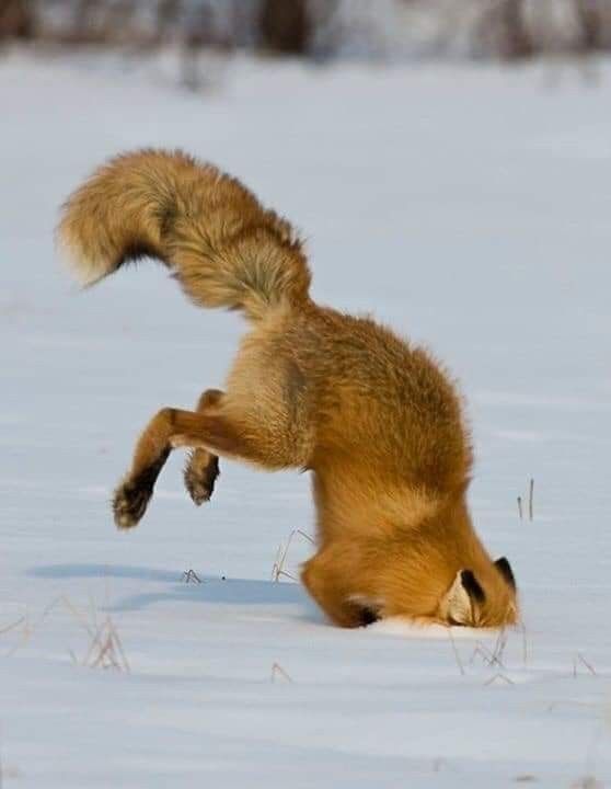 Renard roux dans la nature