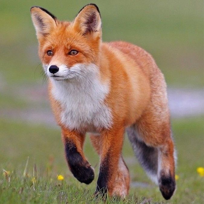 Habitudes nocturnes renard roux