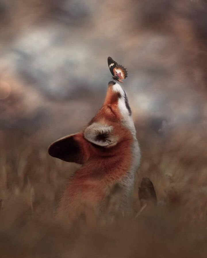 Proies du renard roux