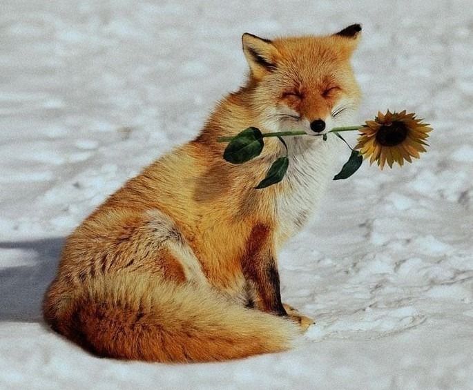 Renard roux dans la nature