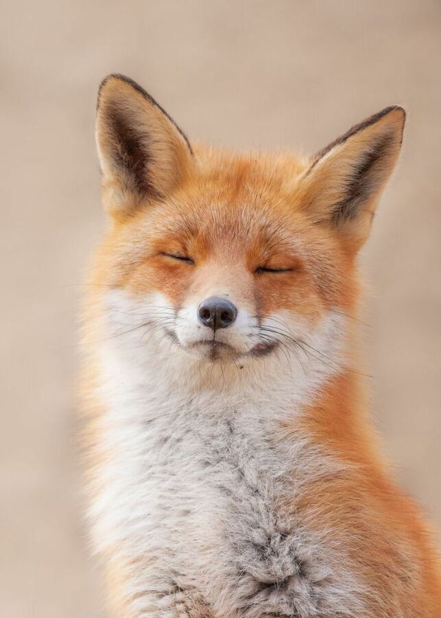 Renard roux en chasse
