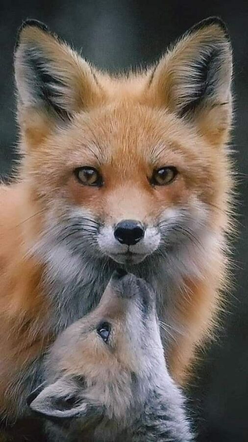Alimentation du renard roux