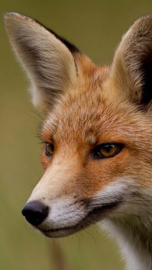 Habitudes nocturnes renard roux