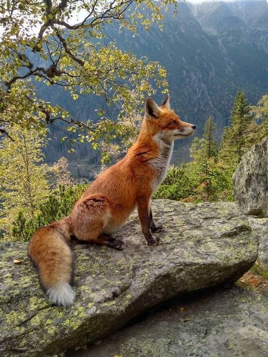 Proies du renard roux