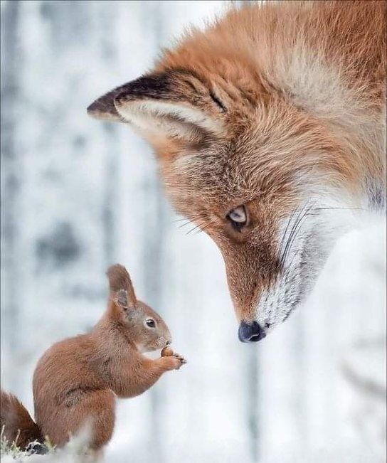 Renard roux dans la nature