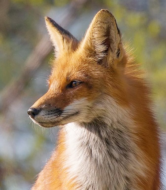 Alimentation du renard roux