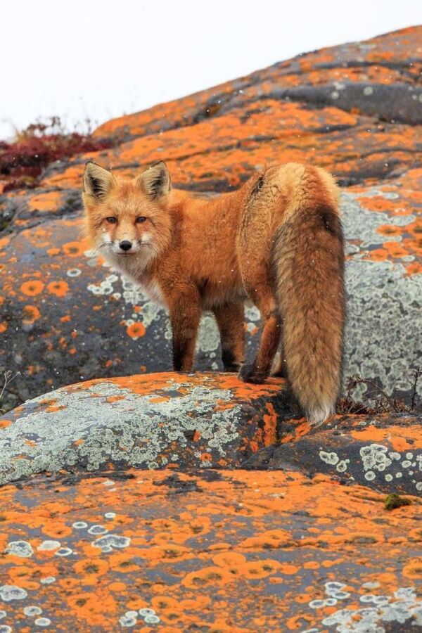 Habitudes nocturnes renard roux