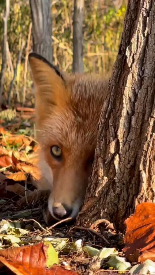 Renard roux dans la nature