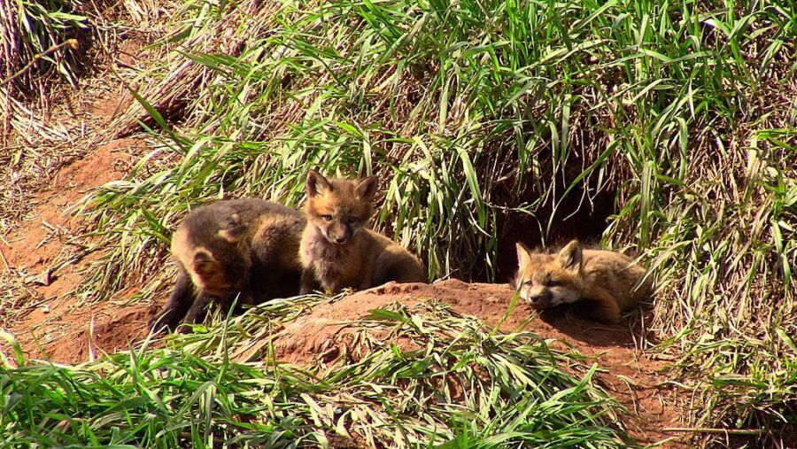Comment et pourquoi certains animaux creusent des terriers et tunnels