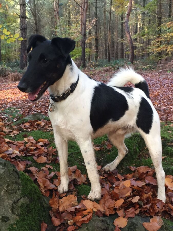 renard entrant terrier