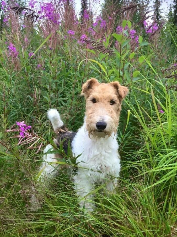 structure terrier renard