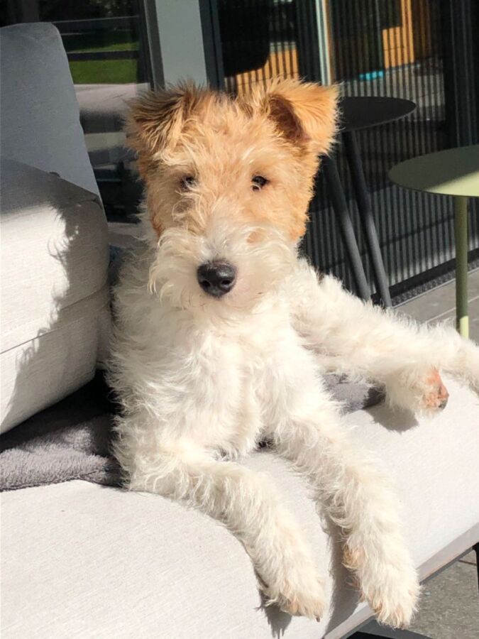 renardeau dans terrier