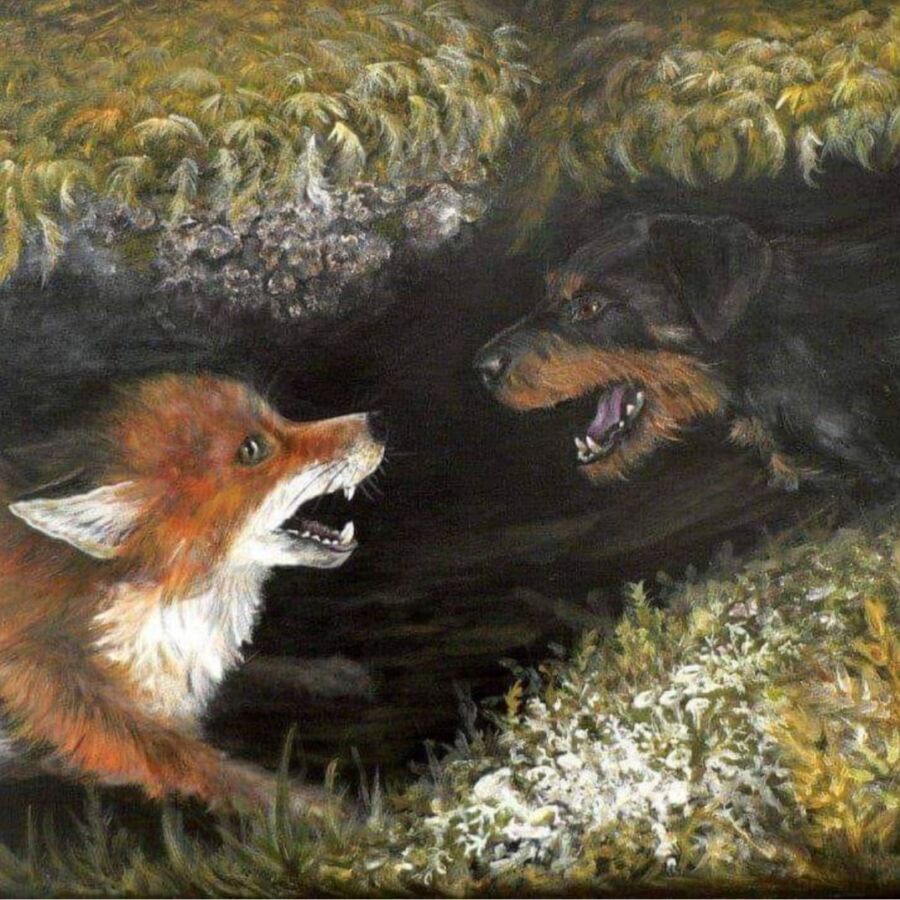 renard entrant terrier