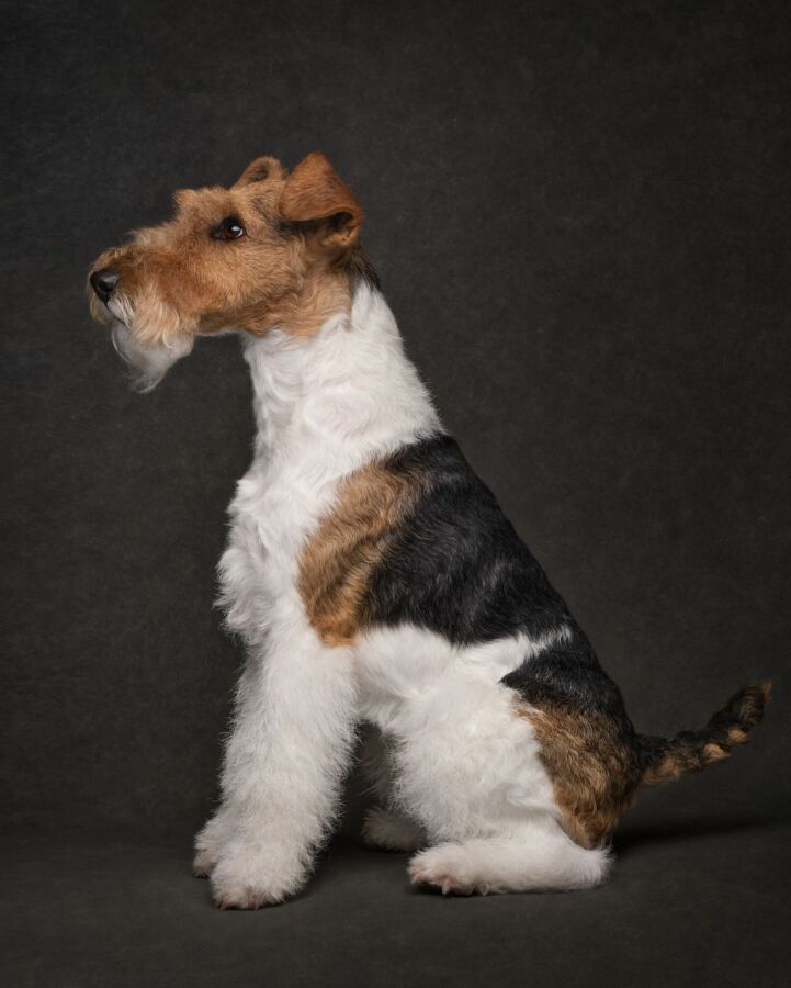 structure terrier renard