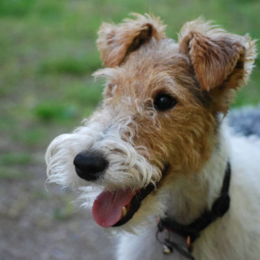 renardeau dans terrier