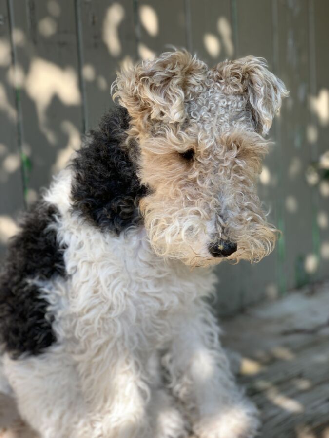 renard entrant terrier