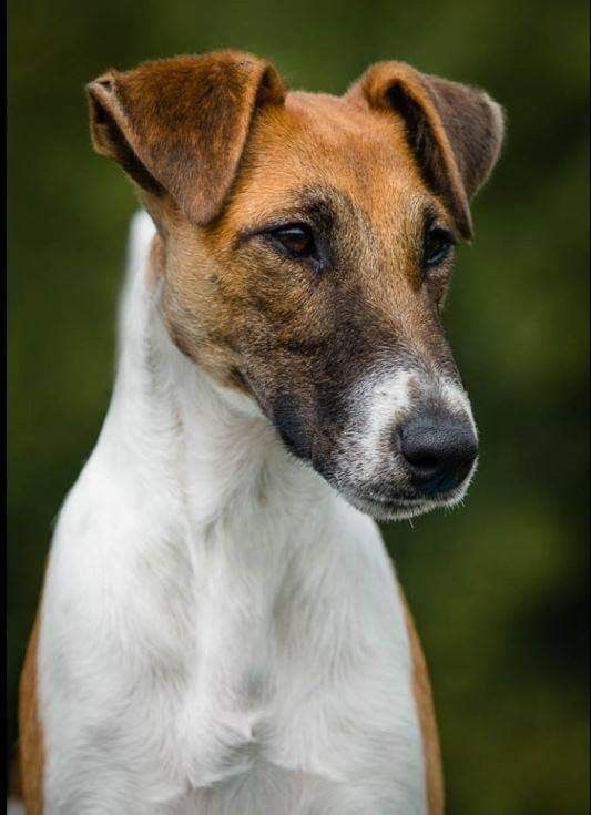 structure terrier renard