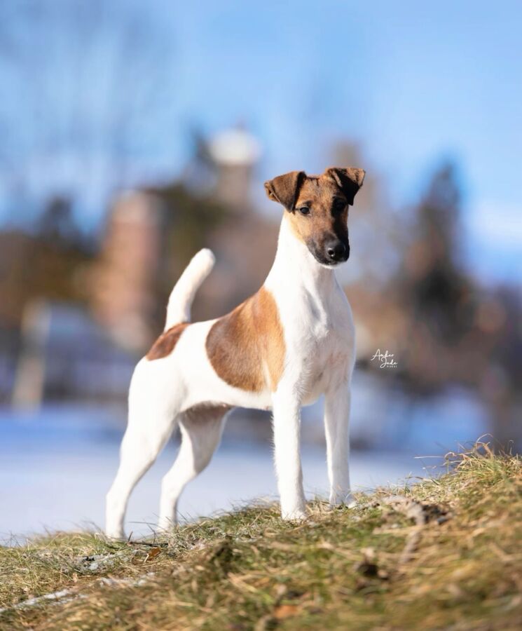 renardeau dans terrier