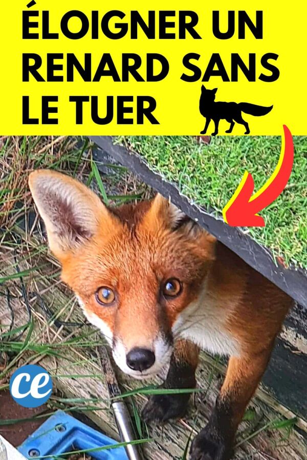 gestion terrier renard