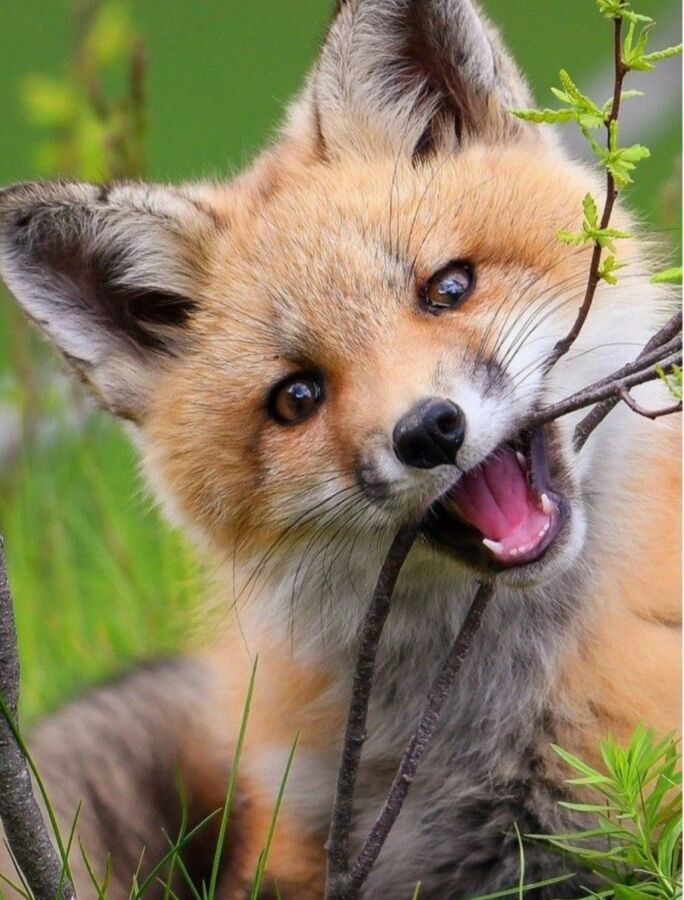 présence renard jardin