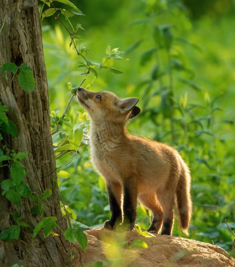 renard jardin conseils