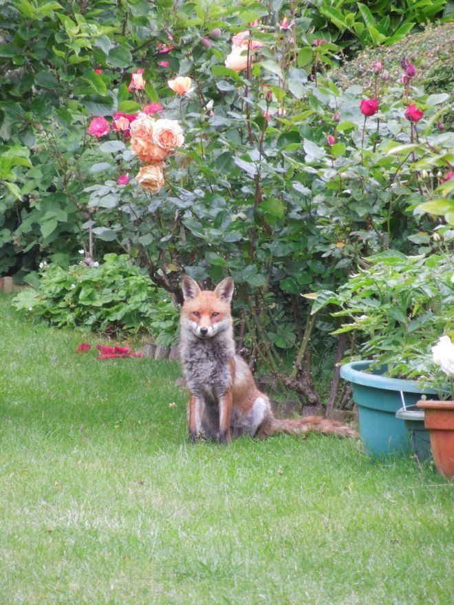 renard dans le jardin