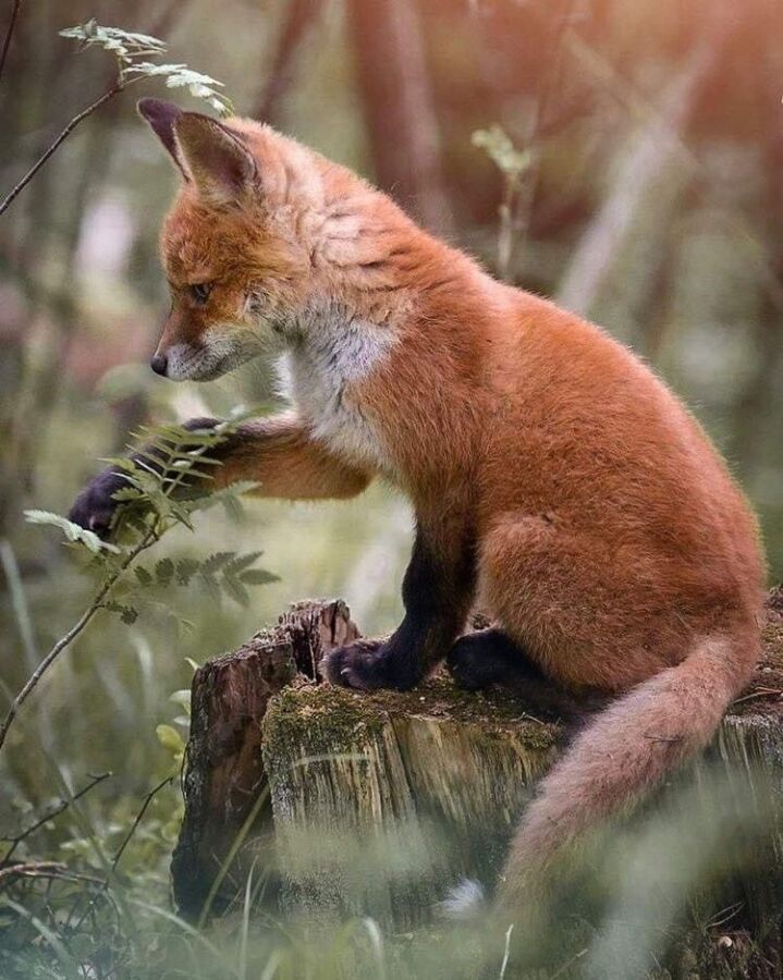 gestion terrier renard