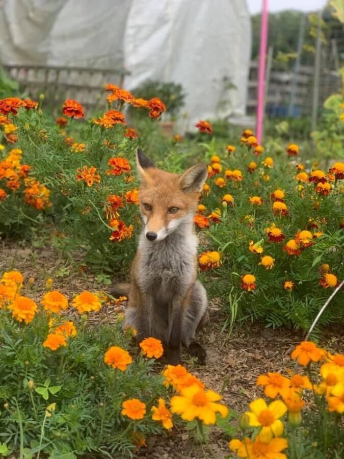 présence renard jardin