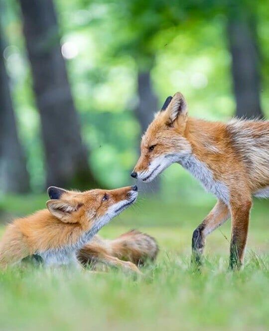 renard jardin conseils
